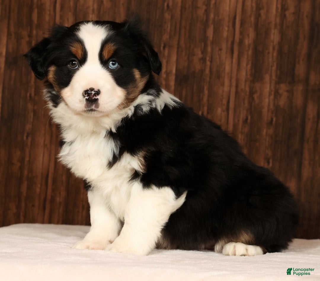 Miniature Australian Shepherd dogs for sale: Rio - Ad 8