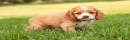 Cocker Spaniel dogs for sale: April Cocker Spaniel  - Ad 9