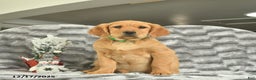 Miniature Golden Retriever dogs for sale: Banjo  - Ad 1