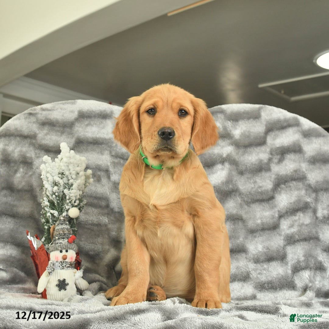 Miniature Golden Retriever dogs for sale: Banjo  - Ad 1