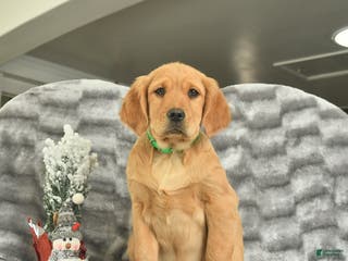 Miniature Golden Retriever dogs Banjo - Ad 4