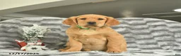 Miniature Golden Retriever dogs for sale: Banjo  - Ad 1
