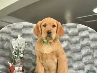 Miniature Golden Retriever dogs Banjo - Ad 13