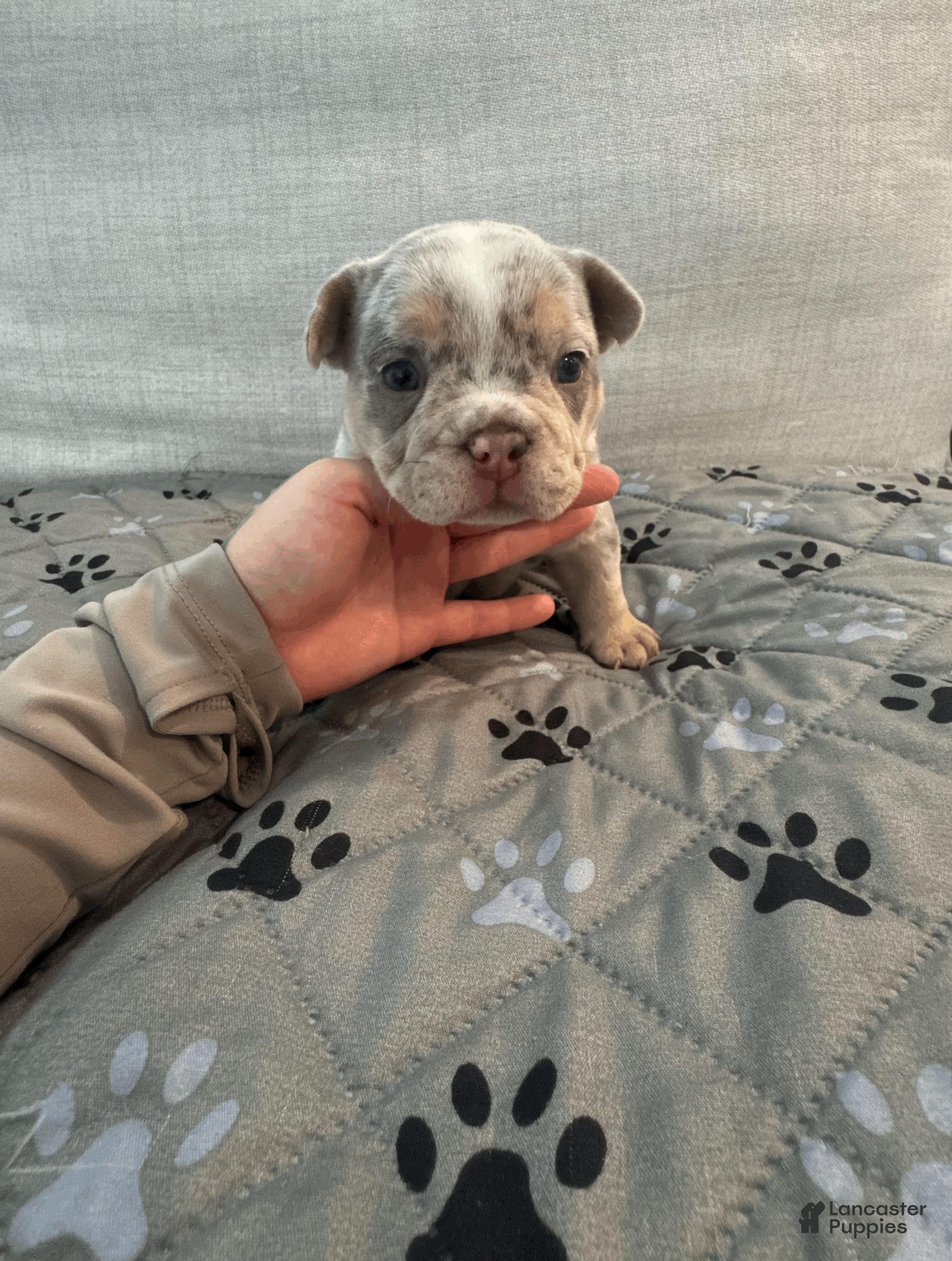 Mixed Breed dogs Fawn Merle, Micro Bully Female - Ad 14