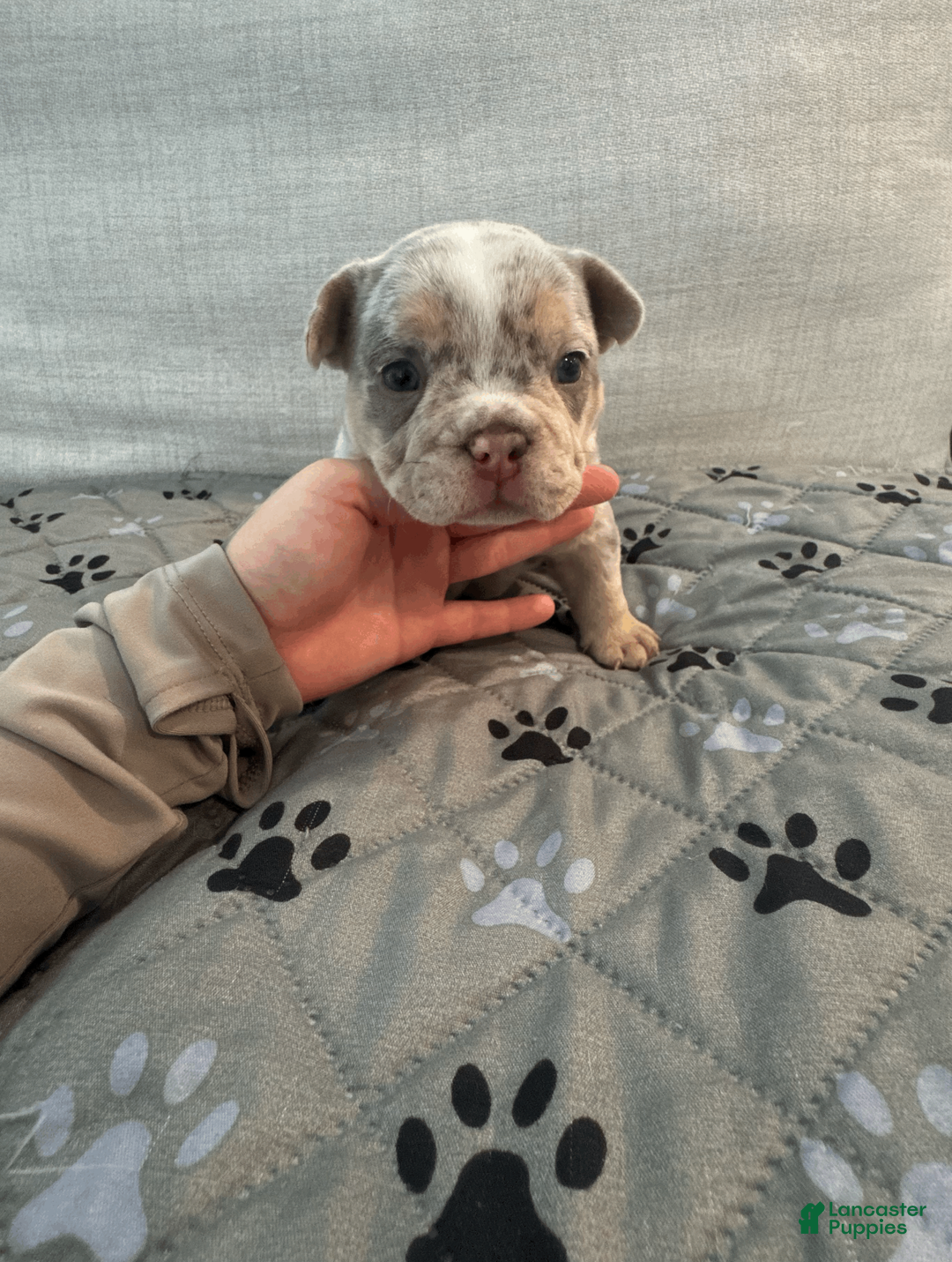 Mixed Breed dogs for sale: Fawn Merle, Micro Bully Female - Ad 1