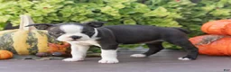 Boston Terrier dogs for sale: Jillian Boston Terrier  - Ad 4
