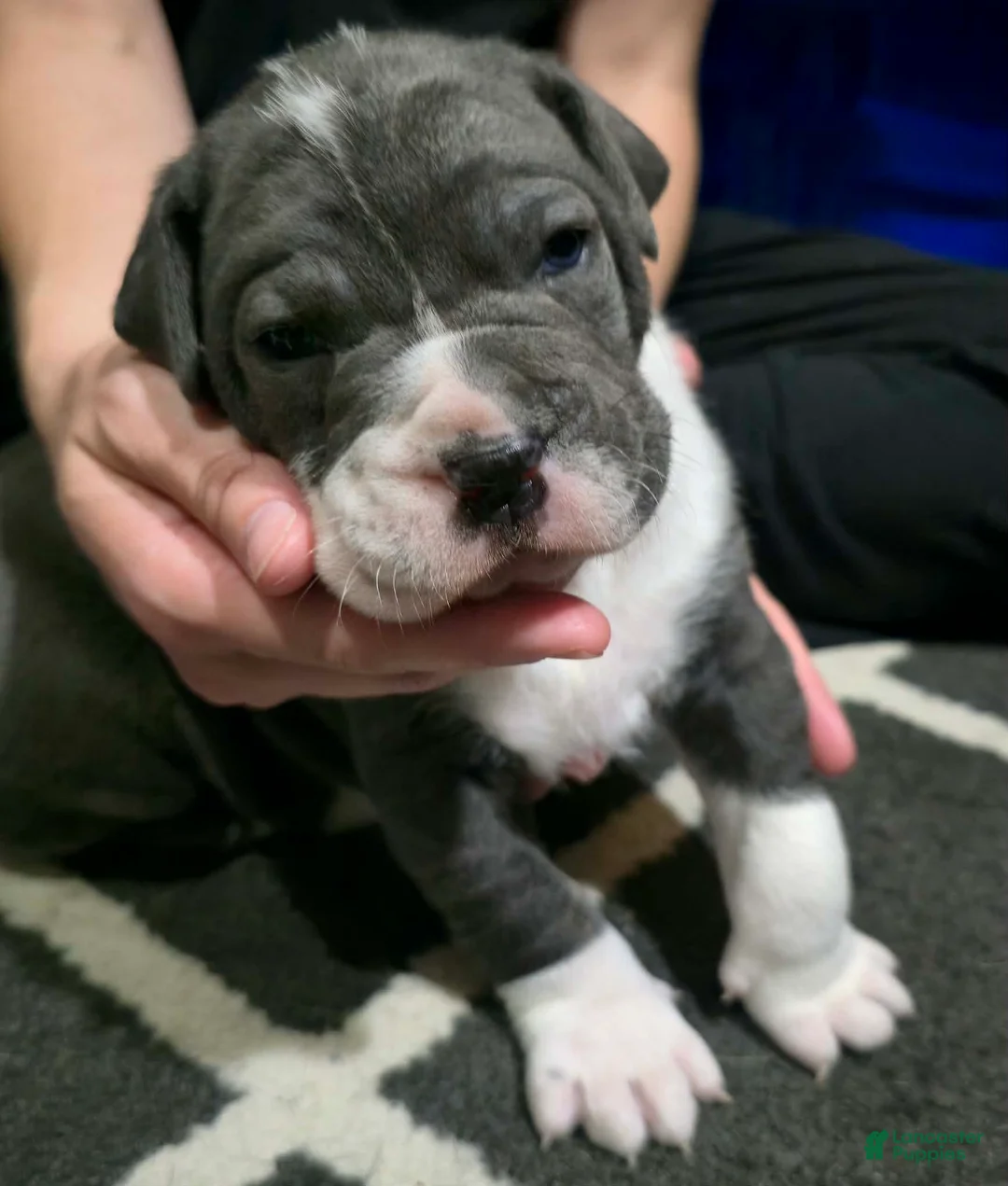 Cane Corso dogs for sale: Gunner - Ad 1