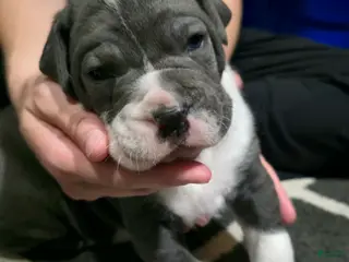 Cane Corso dogs Gunner - Ad 8