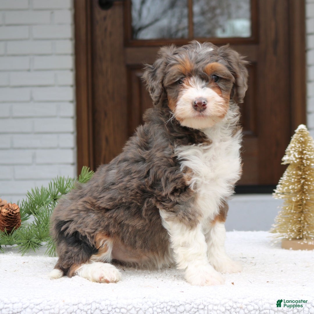 Mini Bernedoodle dogs for sale: Riley  - Ad 2