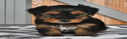 Mixed Breed dogs for sale: Arlen - Ad 2
