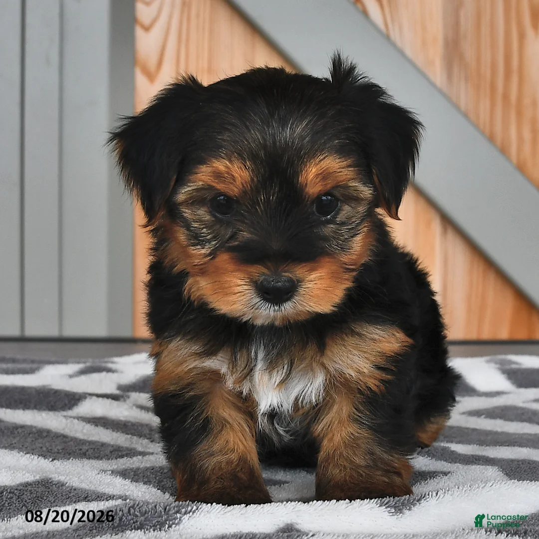 Mixed Breed dogs for sale: Arlen - Ad 2