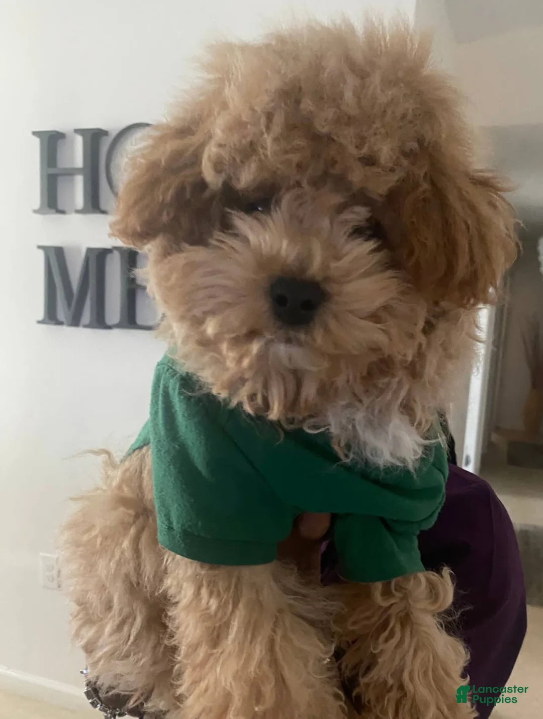 Gallery Image {{count}}