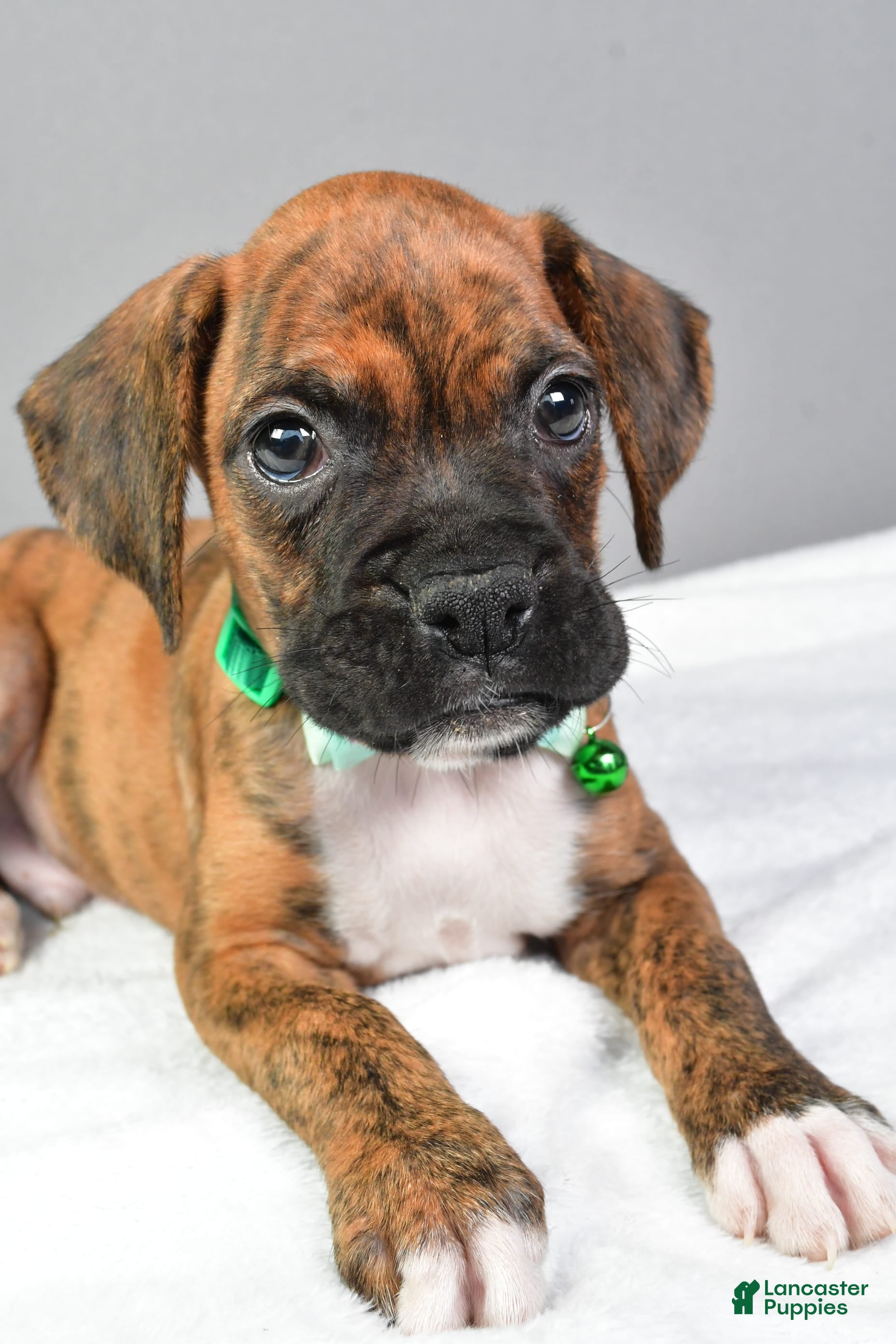 German Shepherd Brindle Boxer Golden Retriever Mix Boxer German