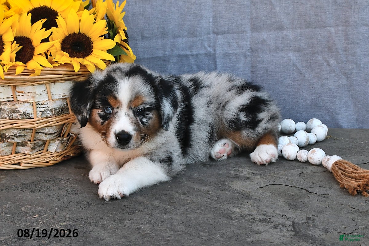 Australian Shepherd dogs Tammy - Ad 2