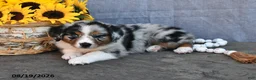 Australian Shepherd dogs for sale: Tammy - Ad 2