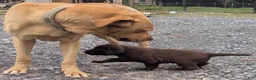 Labrador Retriever dogs for sale: Rosie - Ad 5