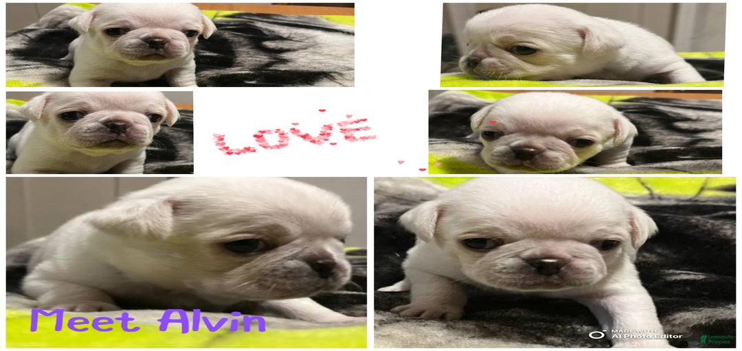 Gallery Image {{count}}