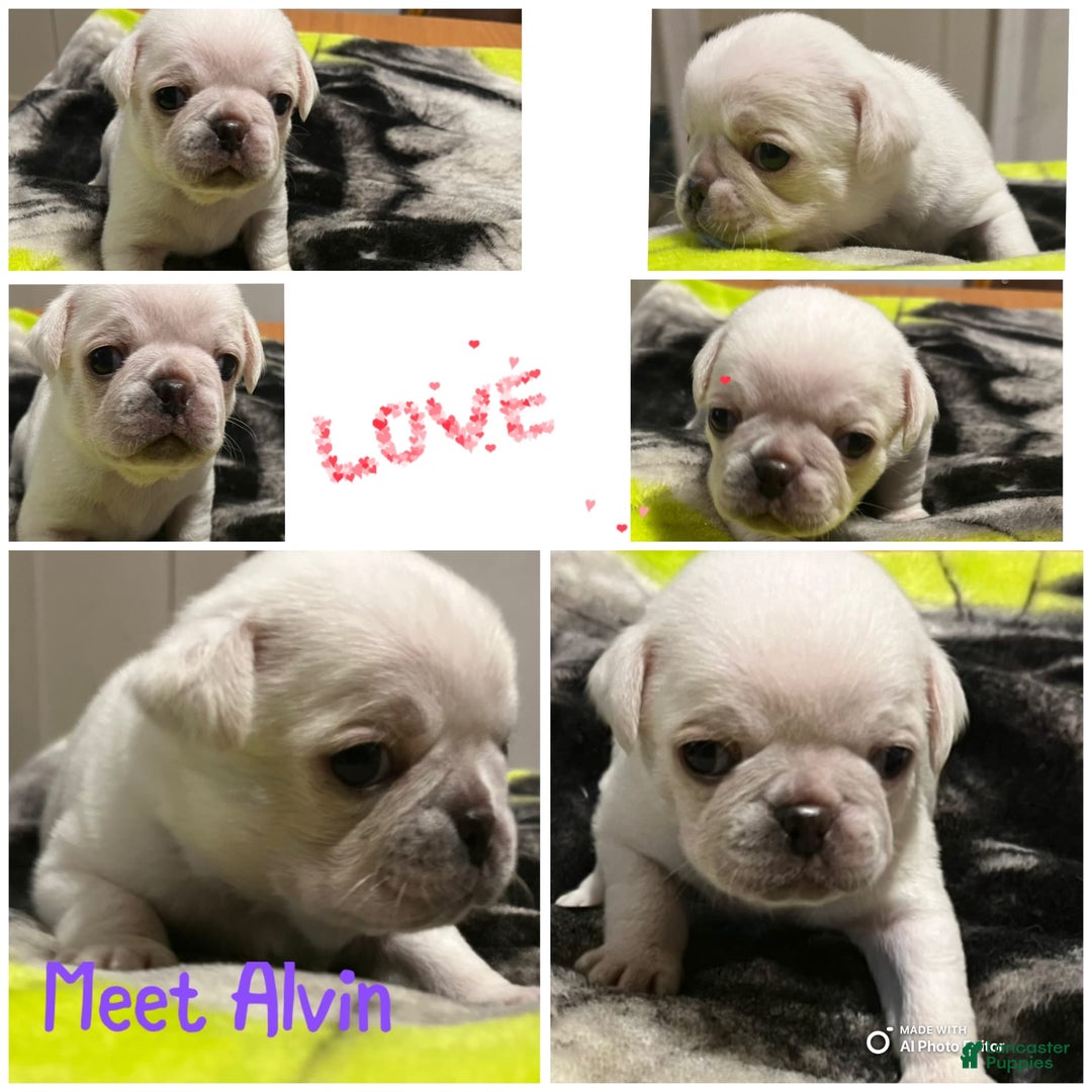 Gallery Image {{count}}