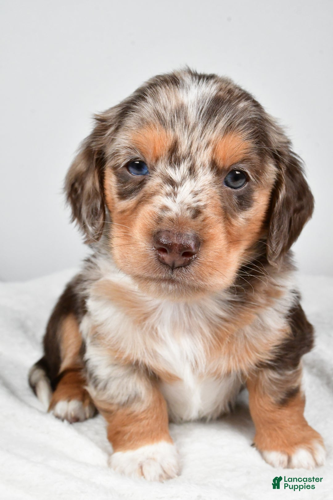 Miniature Dachshund dogs for sale: Charles - Ad 4