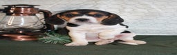 Beagle dogs for sale: Molly - Ad 5