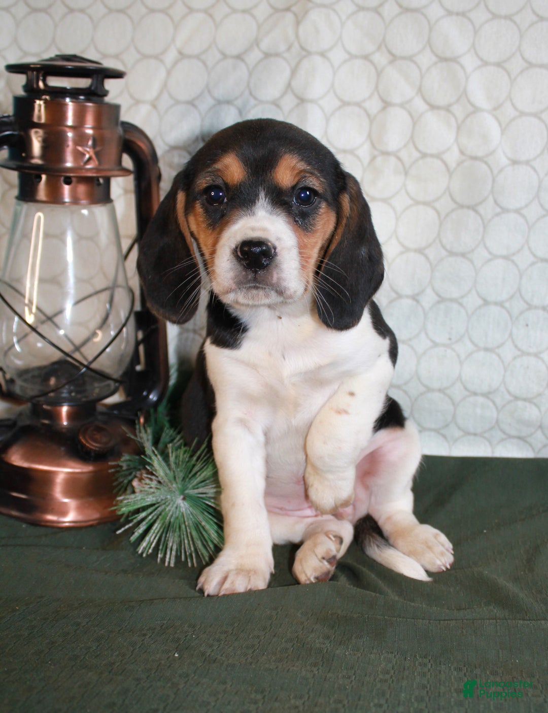Beagle dogs for sale: Molly - Ad 5