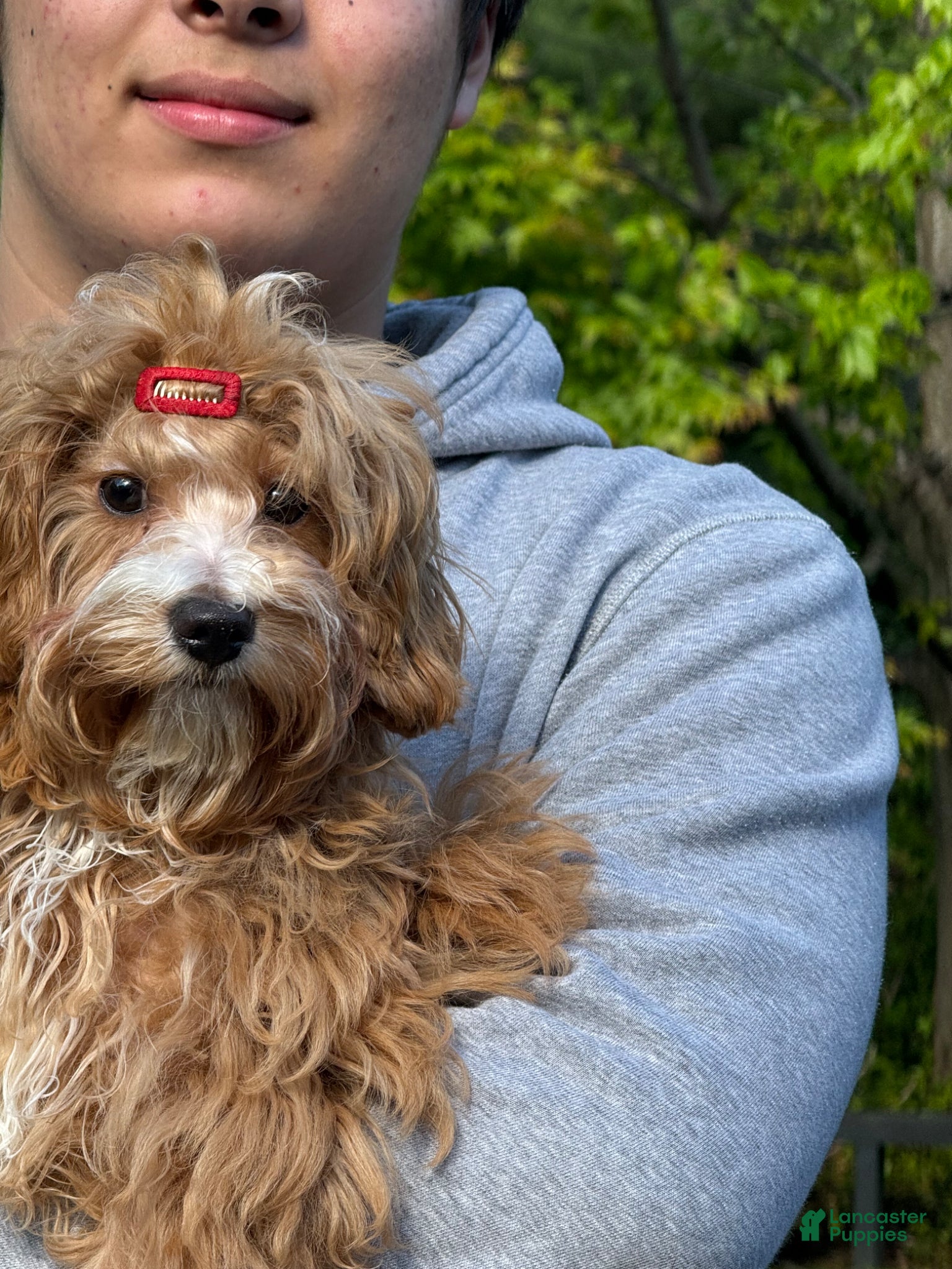 Maltipoo dogs Lavender  - Ad 2