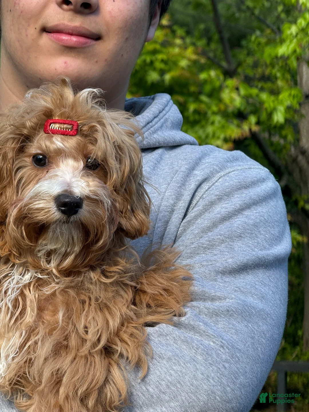 Maltipoo dogs for sale: Lavender  - Ad 2