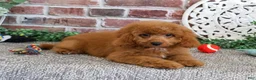 Cavapoo dogs for sale: Donut - Ad 4