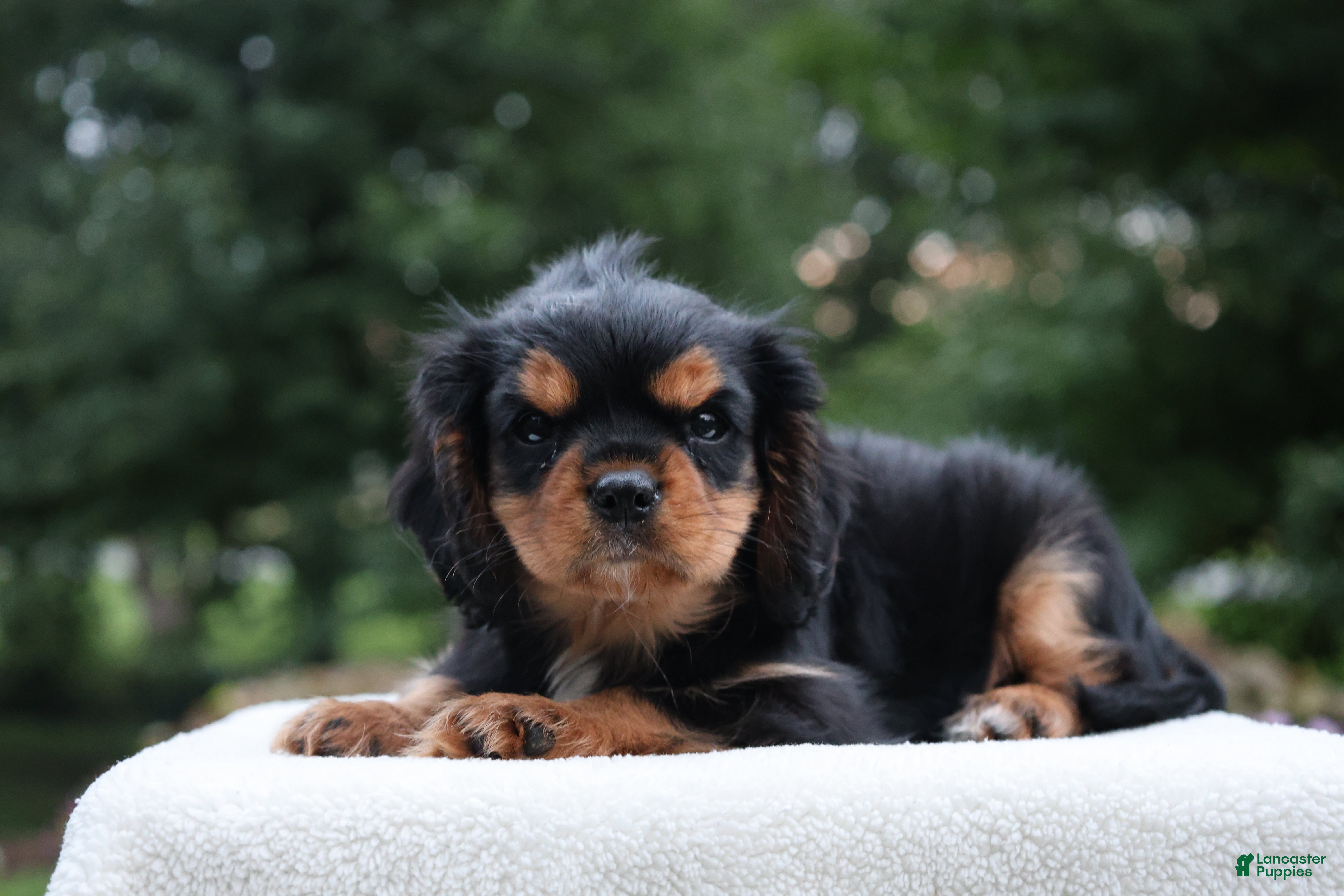 Cavalier King Charles Spaniel dogs Trixy - Ad 1