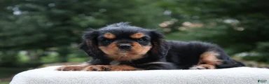 Trixy