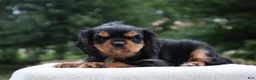 Cavalier King Charles Spaniel dogs for sale: Trixy - Ad 1