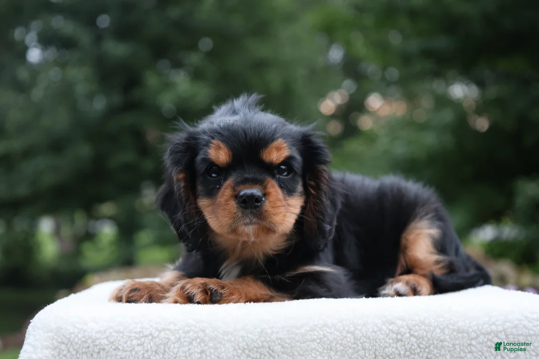 Cavalier King Charles Spaniel dogs for sale: Trixy - Ad 1