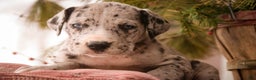 Great Dane dogs for sale: Thomas - Ad 6