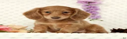 Miniature Dachshund dogs for sale: Wilmer - Ad 5