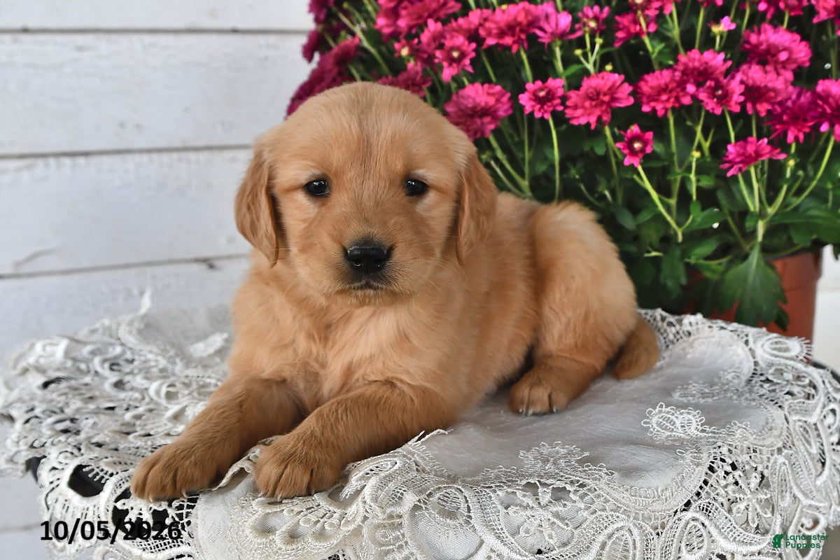Golden Retriever dogs Rita - Ad 1