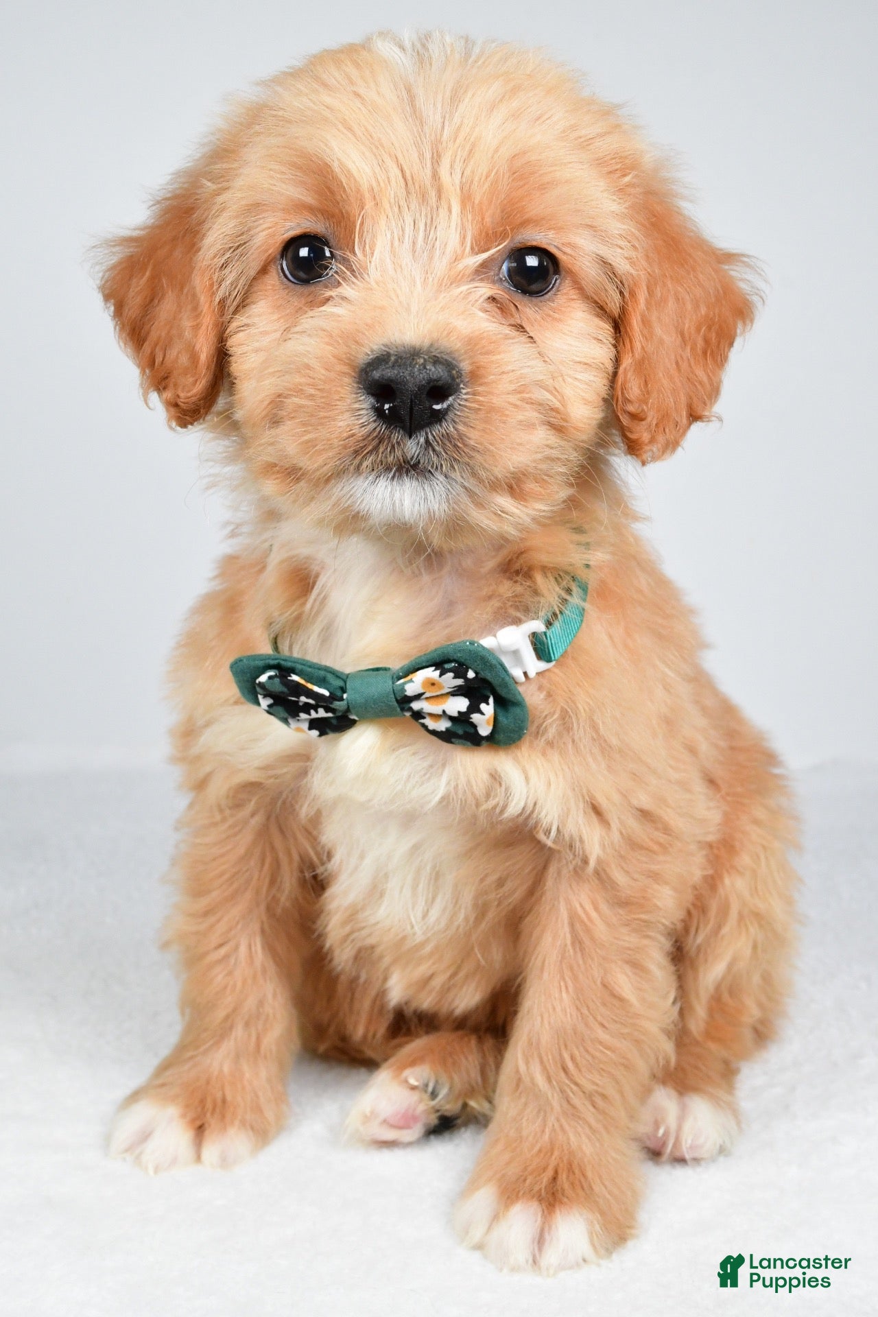 Mixed Breed dogs Thomas - Ad 1