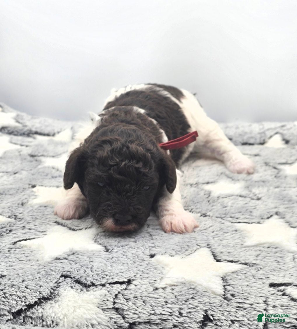 Miniature Poodle dogs for sale: Sundae - Ad 1