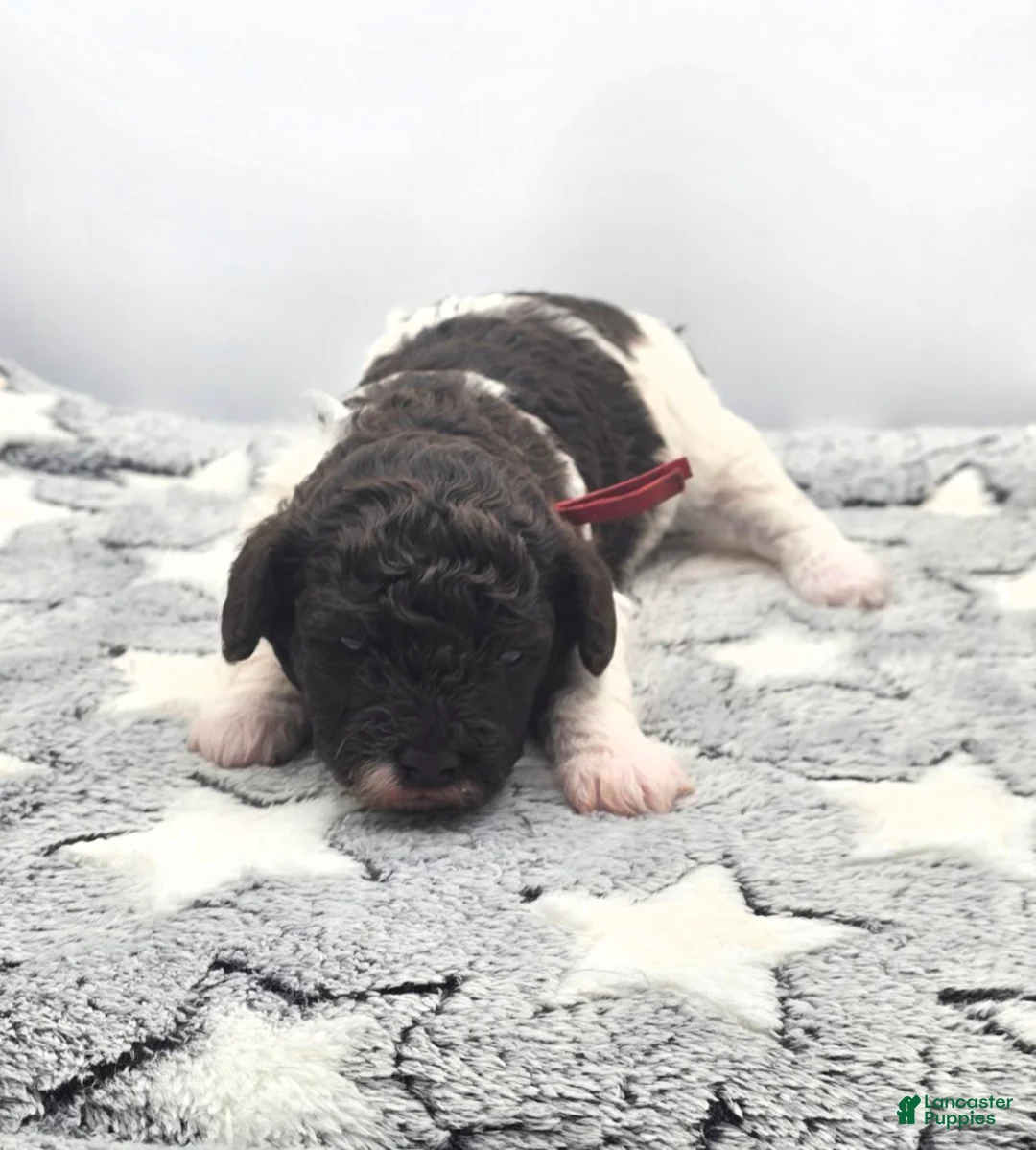 Miniature Poodle dogs for sale: Sundae - Ad 1