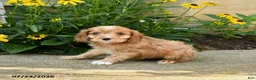 Cavapoo dogs for sale: Troy - Ad 2