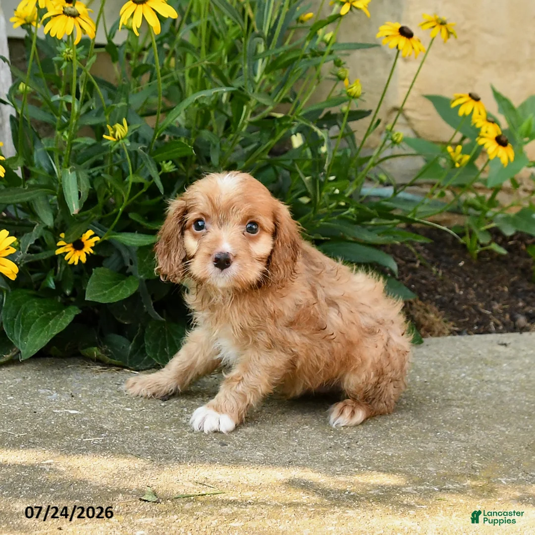 Cavapoo dogs for sale: Troy - Ad 2