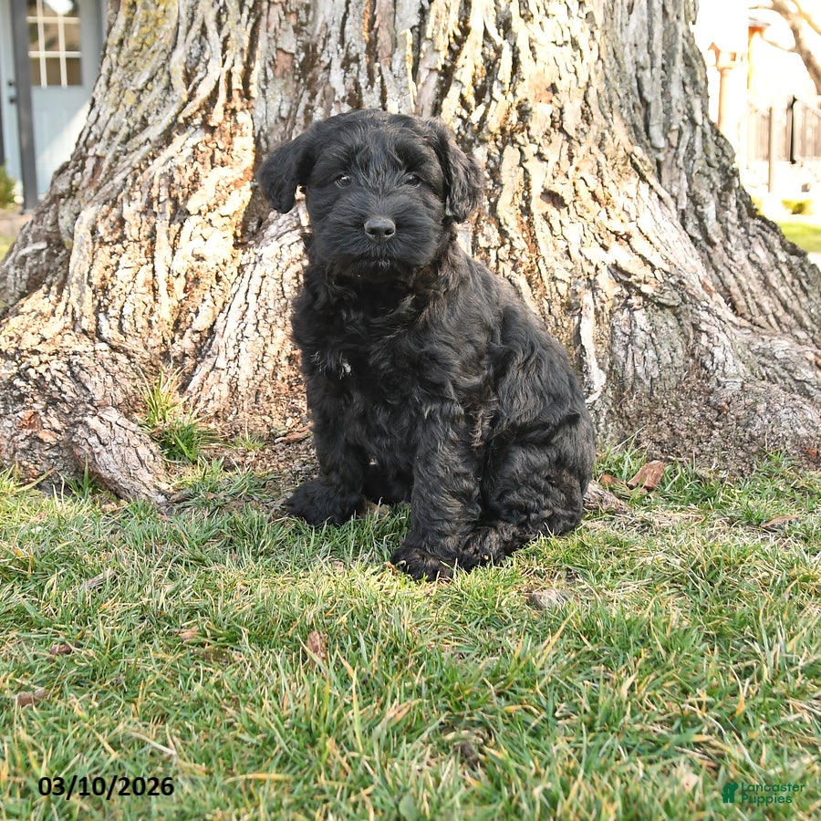 Schnauzer dogs Paige - Ad 1