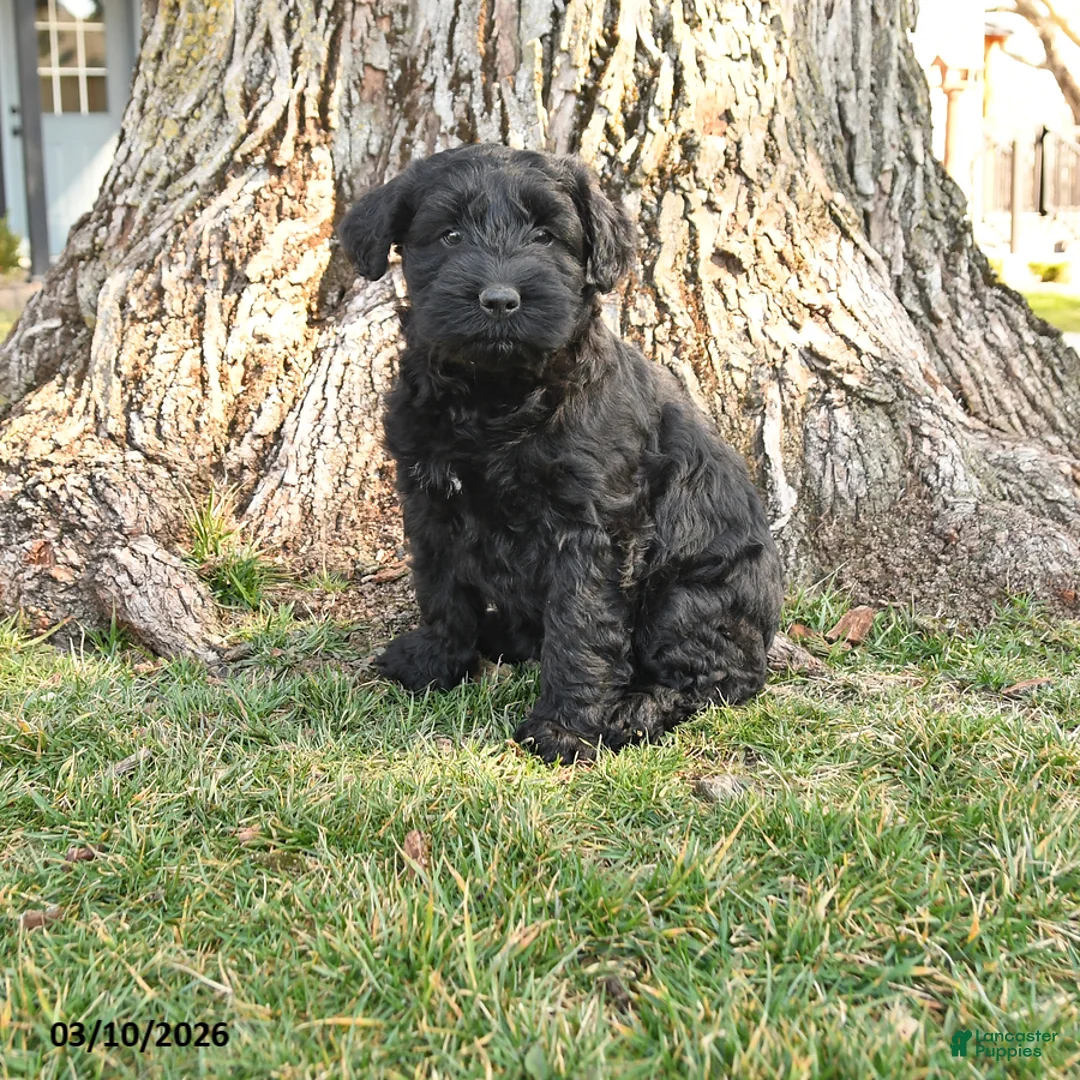 Schnauzer dogs for sale: Paige - Ad 1