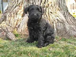 Schnauzer dogs for sale: Paige - Ad 3