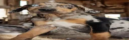 Catahoula Leopard Dog dogs for sale: Jesse 2026 F5 - Ad 3