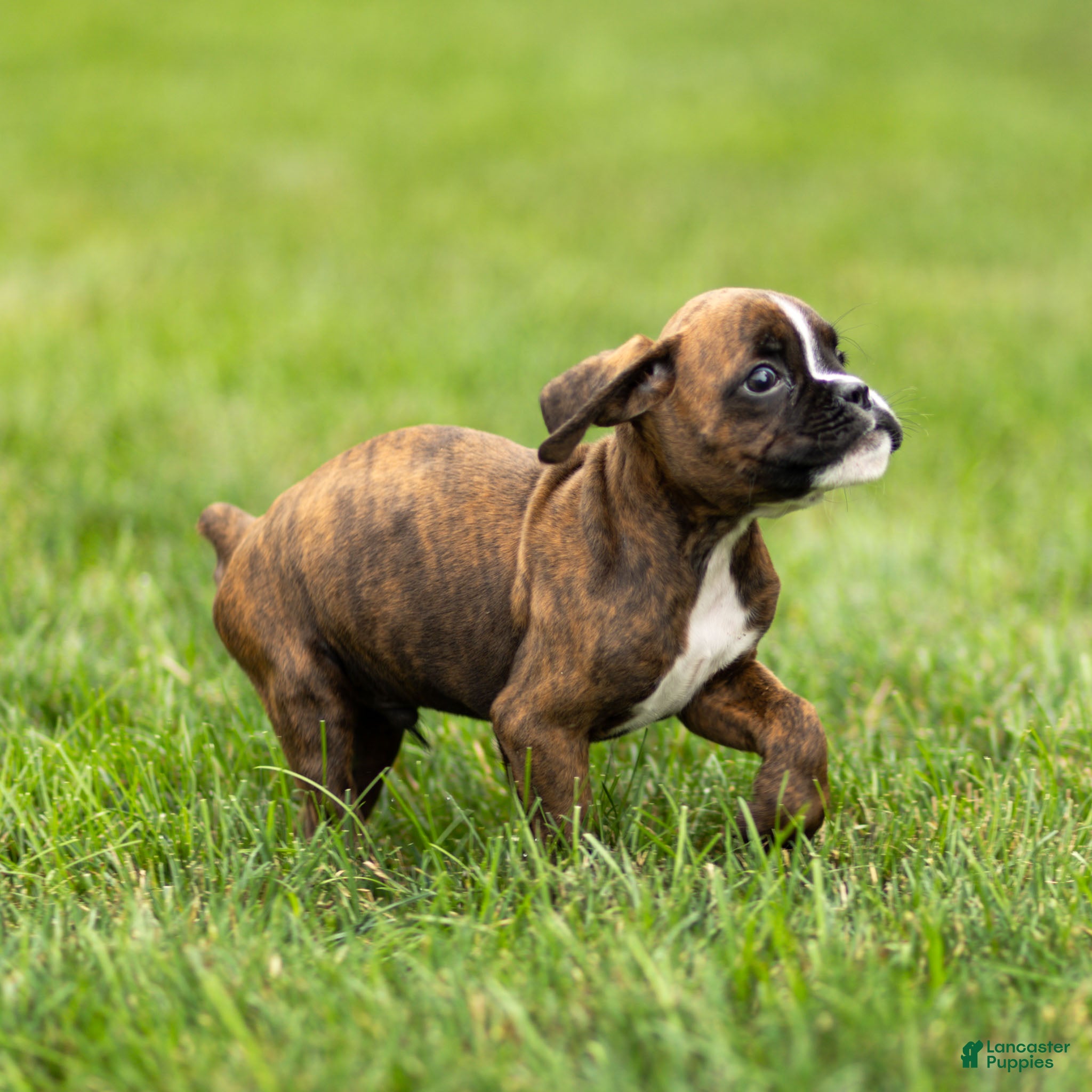 Boxer dogs Lester Boxer Puppy  - Ad 2