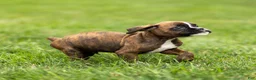 Boxer dogs for sale: Lester Boxer Puppy  - Ad 2