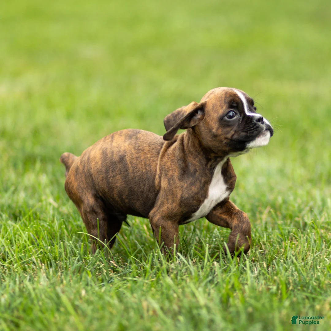 Boxer dogs for sale: Lester Boxer Puppy  - Ad 2