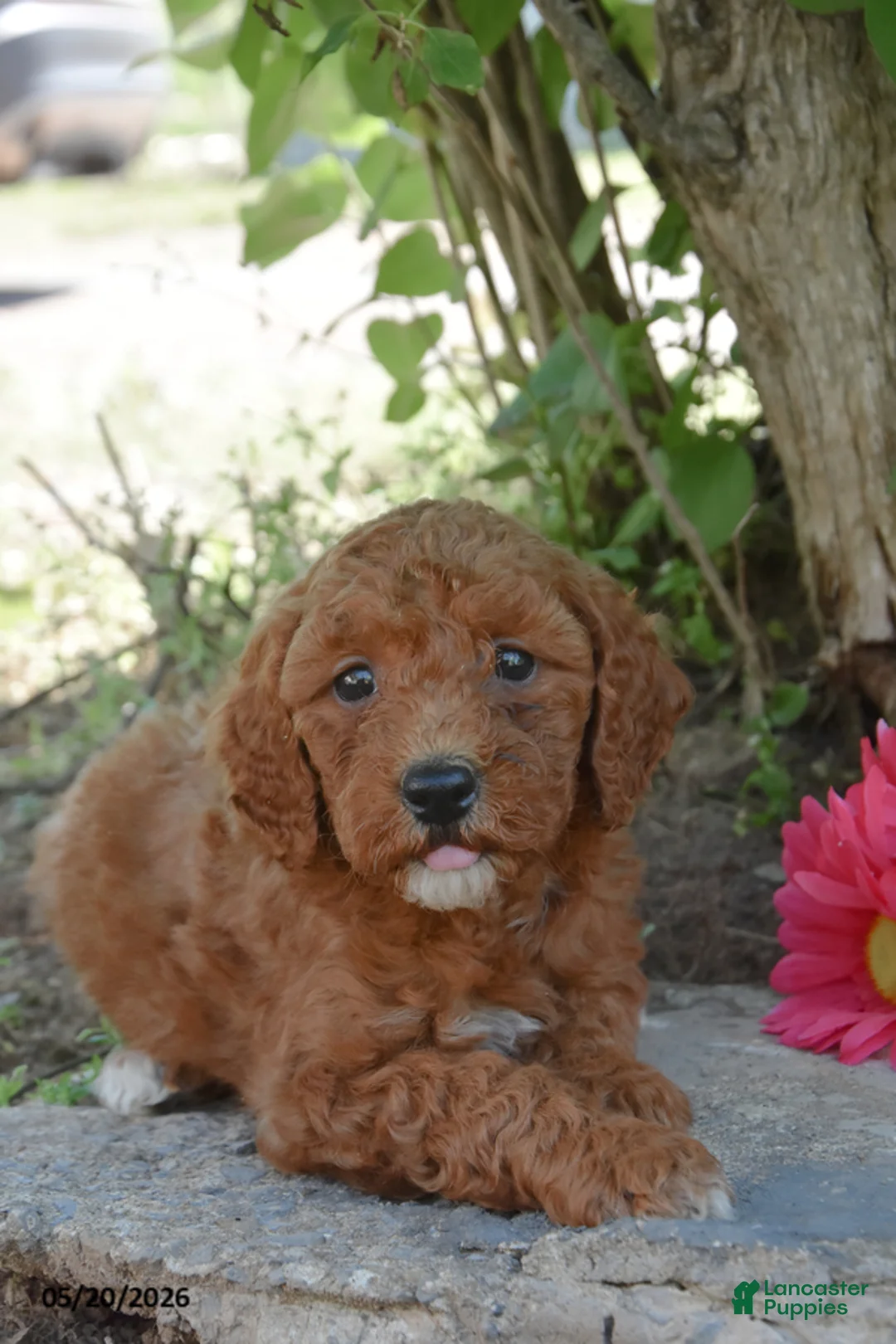Miniature Poodle dogs for sale: Josh - Ad 2