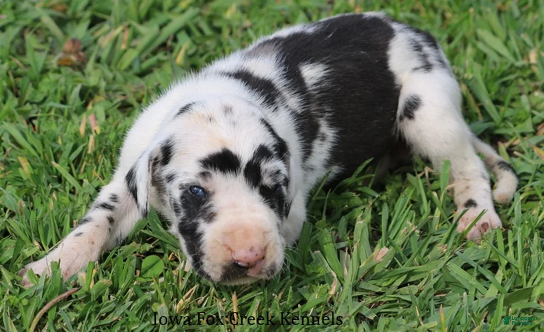 Great Dane dogs for sale: Molly - Ad 2