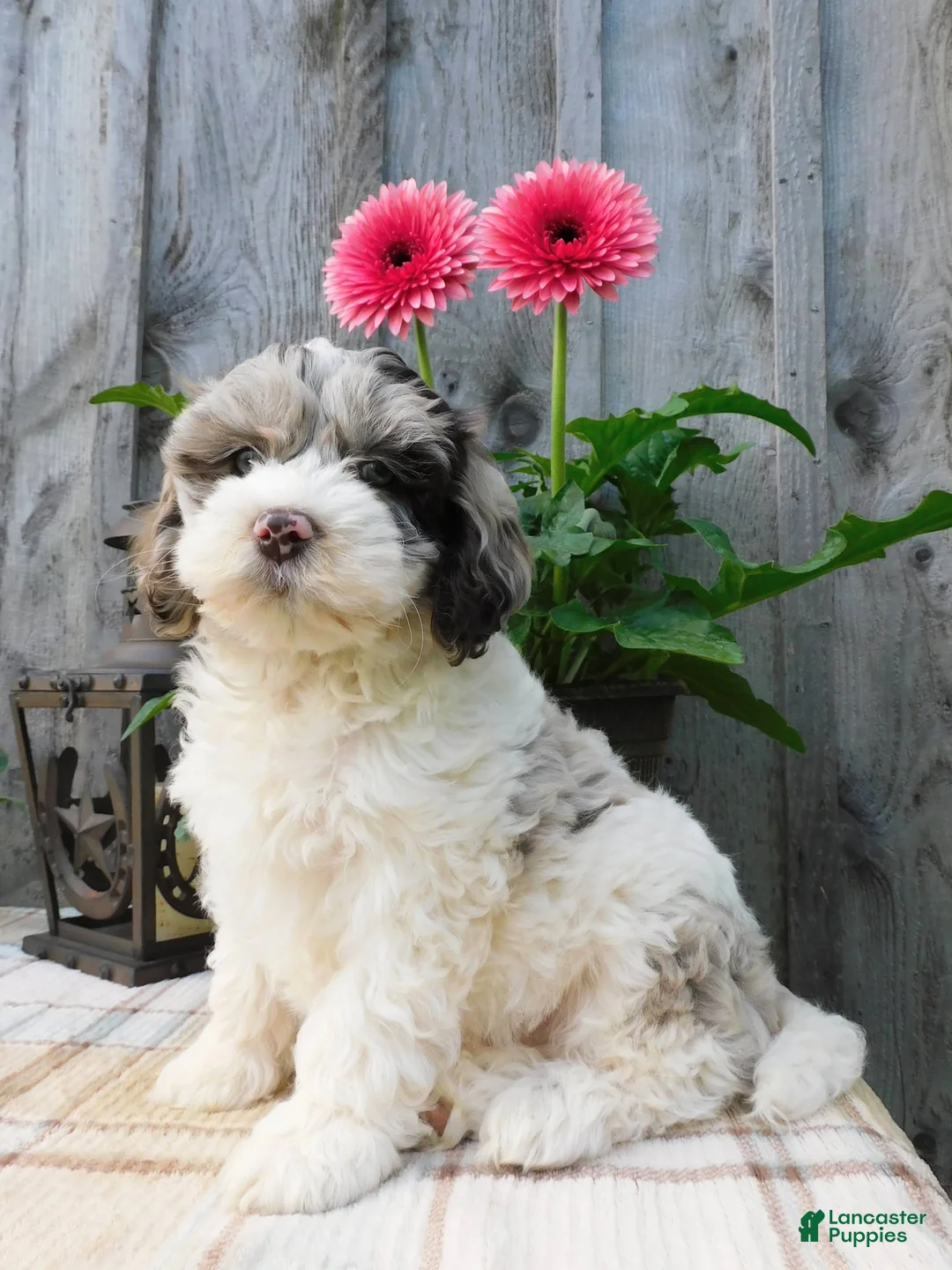 Cockapoo dogs for sale: Hunter - Ad 2